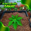 Sustrato Green Monkey 100 Lt All Mix Peat Moss Perlita