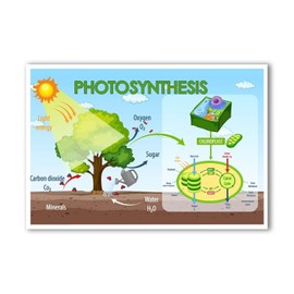 Photosynthesis Process Diagram Poster - Science Biology Anatomy Educational - 12 x 18 Inch Premium Gloss - For Classrooms, Dorms and Home Decor - Made in USA - FHJP0543
