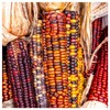 Everwilde Farms - 1 Oz Wampum Ornamental Corn Seeds -