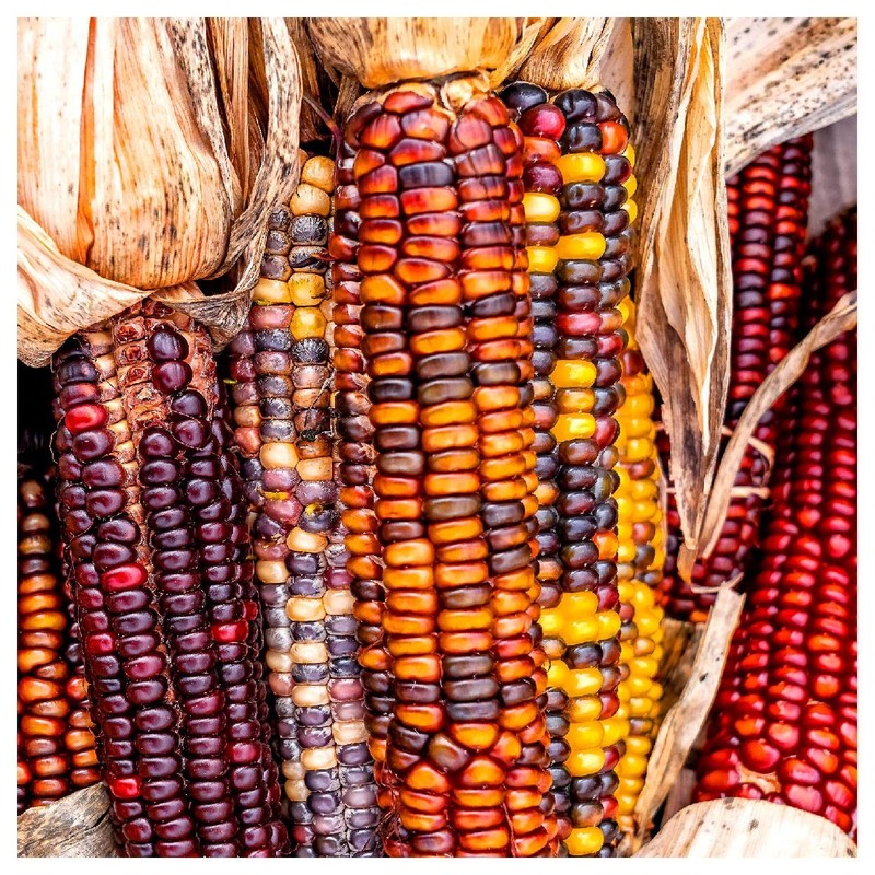 Everwilde Farms - 1 Oz Wampum Ornamental Corn Seeds -