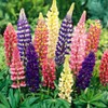 22Day Seeds: Seeds Lupin Giant Mix/Perennial Flowers