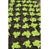 1000+ Black Seeded Simpson Lettuce Seeds for Planting - Heirloom