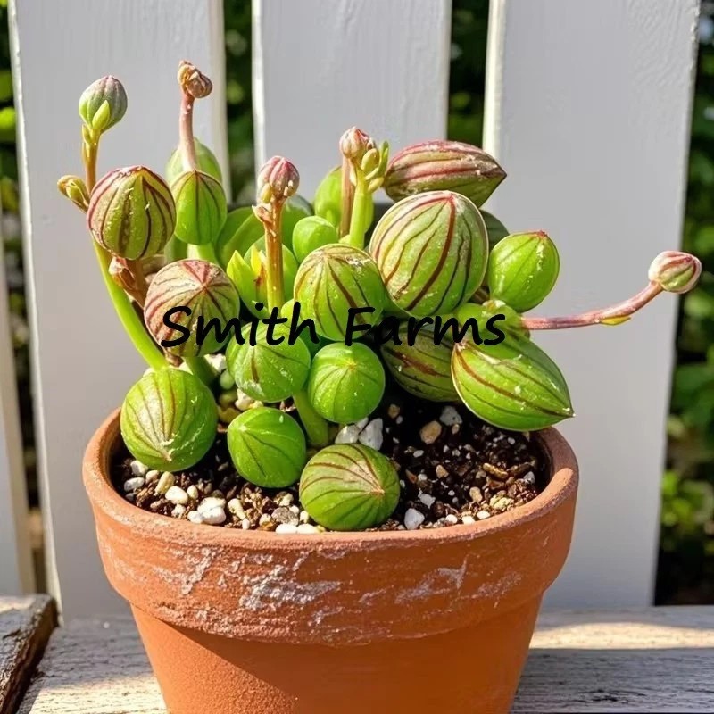 15+ Seeds Watermelon Grass Succulent Fast Growing Low-maintenanc