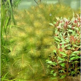 Red Myrio Myriophyllum Heterophyllum Live Aquarium Plants BUY 2 GET 1 FREE