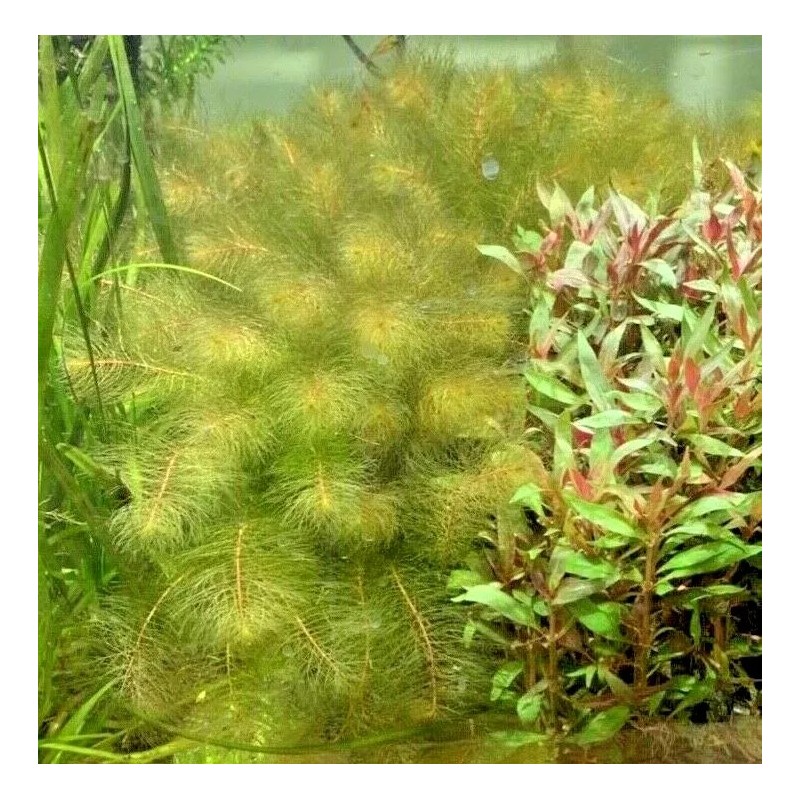 Red Myrio Myriophyllum Heterophyllum Live Aquarium Plants BUY 2 GET
