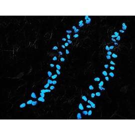 Stymx 520pcs Glow Stone for Fish Tank Gardon Decoration for Gardon Glow Pepples