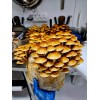 Roots ORGANIC - Chestnut Mushroom (Pholiota Adiposa) Liquid Culture