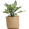 Biodegradable Grow Pot Nursery Pots - Growing Plants - Flowers