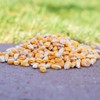 Premium Whole Corn - Wild Bird - Wildlife Food, Squirrels,