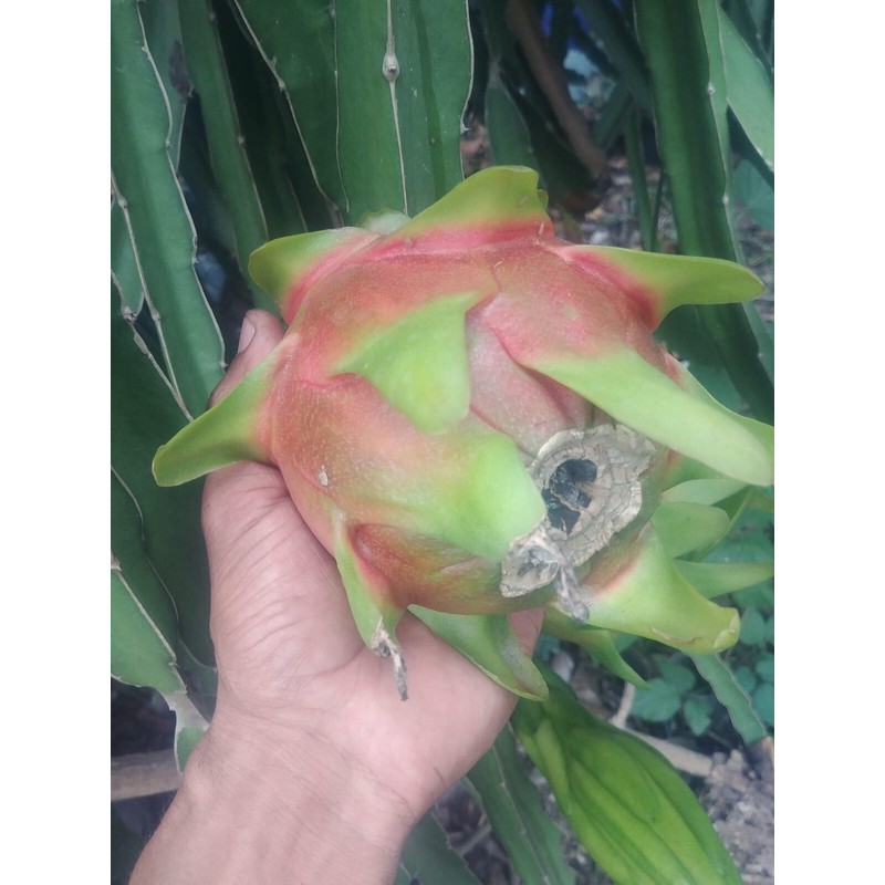 Asunta 6 Asunta DRAGON FRUIT CUTTING 10-14 Inches Check Description