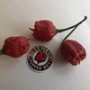 Dragon's Breath - Seeds