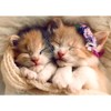 Trefl Sleeping Kittens 500 Piece Jigsaw Puzzle Red 19"x13" Print,