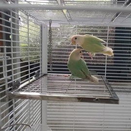 Nopikku Stainless Steel Bird Cage Perch Platform with Climbing Ladder for Medium-Small Birds Like Lovebird Sun Conures Stand Shelf Hanging Play Gyms for Birds (M)