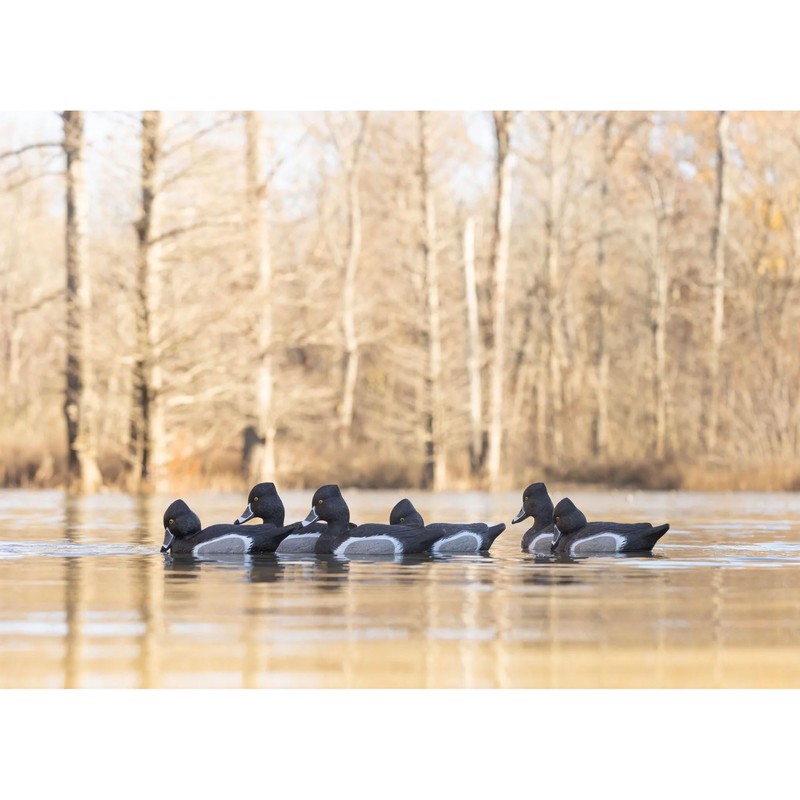 Higdon Outdoors Battleship Ringneck-All Drakes Duck Decoys, Foam-Filled