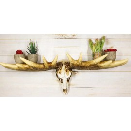 Ebros Gift Rustic Western Moose Elk Skull With Point Hook Antlers Wall Floating Shelf 22"L