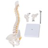 Vertebral Column Model Flexible Spine Caudal Vertebra Anatomical Model with