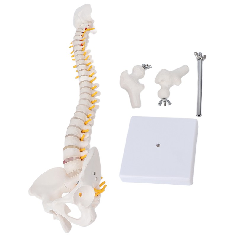 Vertebral Column Model Flexible Spine Caudal Vertebra Anatomical Model with