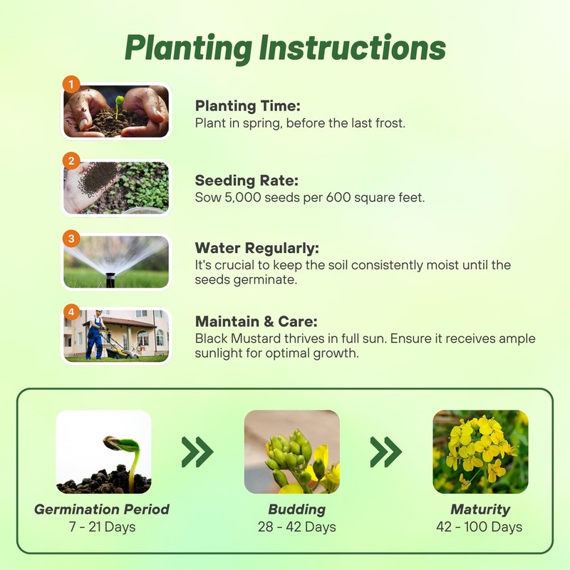 Outsidepride Black Mustard Seeds - 5000 Pcs Nutrient-Rich, Flavorful Annual