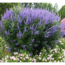 Vitex Chaste Tree - Live Plants - Lilac Chasteberry