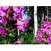 Alaska Fireweed Flower - Chamaenerion angustifolium - 1000+ Seeds -