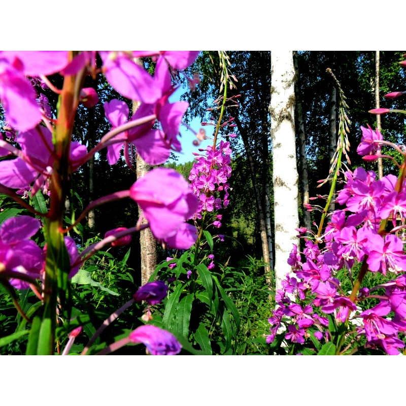 Alaska Fireweed Flower - Chamaenerion angustifolium - 1000+ Seeds -