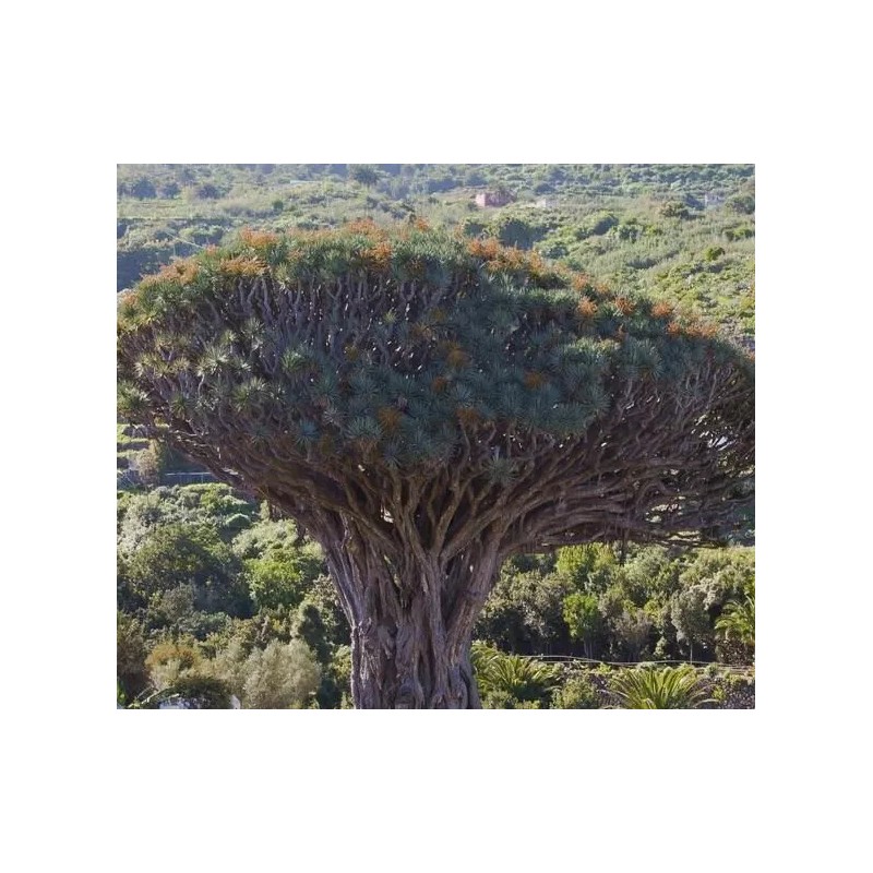 DRACAENA Draco 5 Seeds