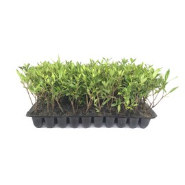 Frost Proof Gardenia Qty 30 Live Evergreen Plants Fragrant Flowers Showy Blooms