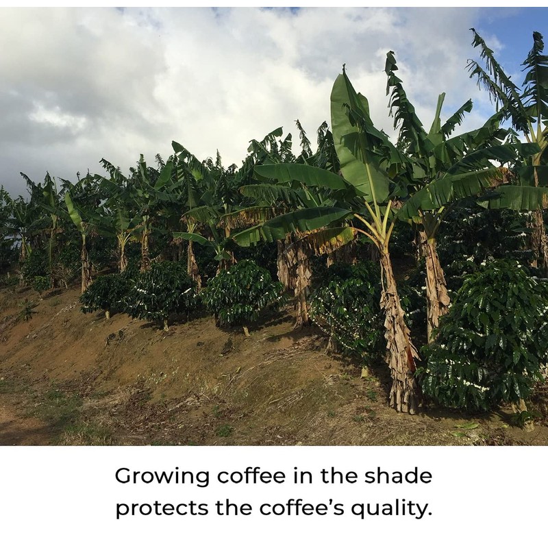 Julian Coffee - Ground Specialty Grade, Single Origin Arabica Coffee