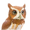 Eastern Screech Owl