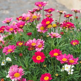 Daisy Seeds (Painted) - Robinsons Giant Mix - Packet - Pink Flower Seeds, Attracts Bees, Attracts Butterflies, Attracts Pollinators, Easy to Grow & Maintain, Extended Bloom Time, Fast Growing