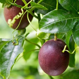 Passion Fruit Seeds for Planting-50 Seeds