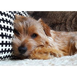 Norfolk Terrier Dog Blank Greeting Card