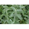Armenian Wild Mountain Mint, Wild Harvest 1 OZ - 30