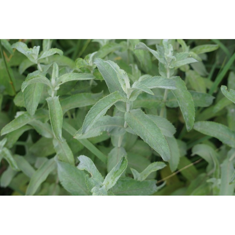 Armenian Wild Mountain Mint, Wild Harvest 1 OZ - 30