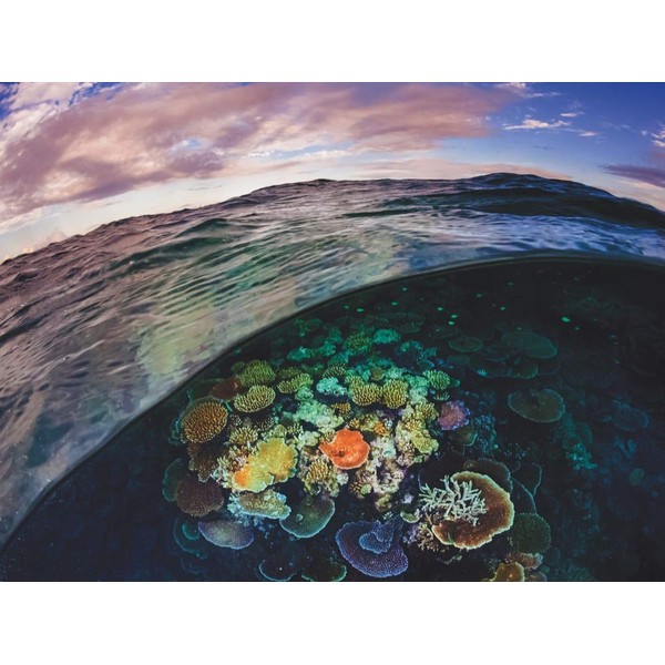 New York Puzzle Company - National Geographic Great Barrier Reef - 1000 Piece Jigsaw Puzzle