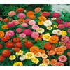 500 Zinnia Thumbelina Mix Flower Seeds Zinnia Elegans (Approx)
