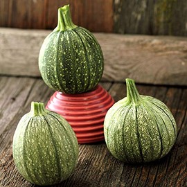 Round Zucchini Seeds - 1/4 LB ~1,000 Seeds - Heirloom, Open Pollinated, Non-GMO, Farm & Vegetable Gardening Seeds - Summer Squash