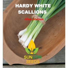Scallion Bunching Onion Seeds, 250+ Evergreen Hardy White, Heirloom, Non-GMO, Allium fistulosum