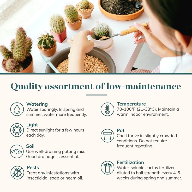 Shop Succulents Premium Live Mini Cactus and Succulent Plants in