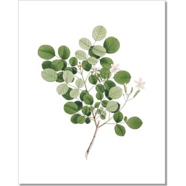 Botanical Prints Wall Art - Eucalyptus Leaves - Set of 2-8x10 - Unframed