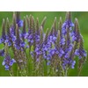 1000 Blue Vervain Flower Seeds Verbena Hastata Medicinal