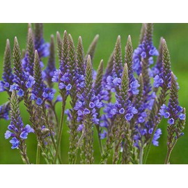 1000 Blue Vervain Flower Seeds Verbena Hastata Medicinal