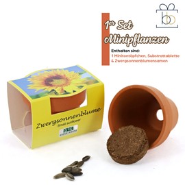 Bull & Bear Dwarf Sunflowers Mini Planting Set, Flower Seeds in Pot 4.5 cm, Mini Sunflower-Growing Set with Care Instructions (English language not guaranteed)