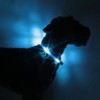LEUCHTIE® Mini Light Collar I LED Collar for Small Dogs