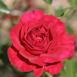 Heirloom Roses Red Rose Bush - Courageous™ Live English Legend Rose Plant for Outdoor Planting