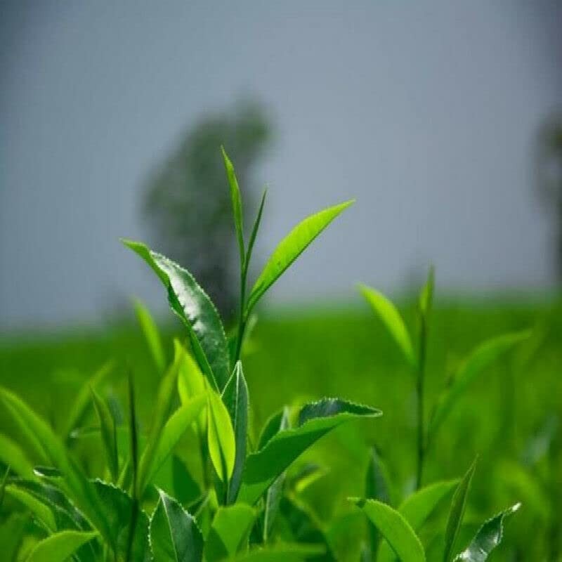 Chinese Premium Longjing Tea Spring Long Jing Green Tea Genuine