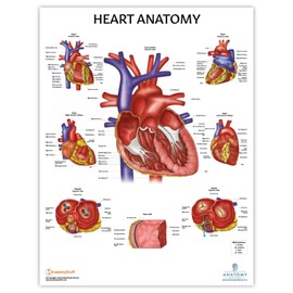 Anatomy Lab Human Heart Poster, LAMINATED, 17.3 x 22.5 Inches, Anatomy and Physiology for Walls