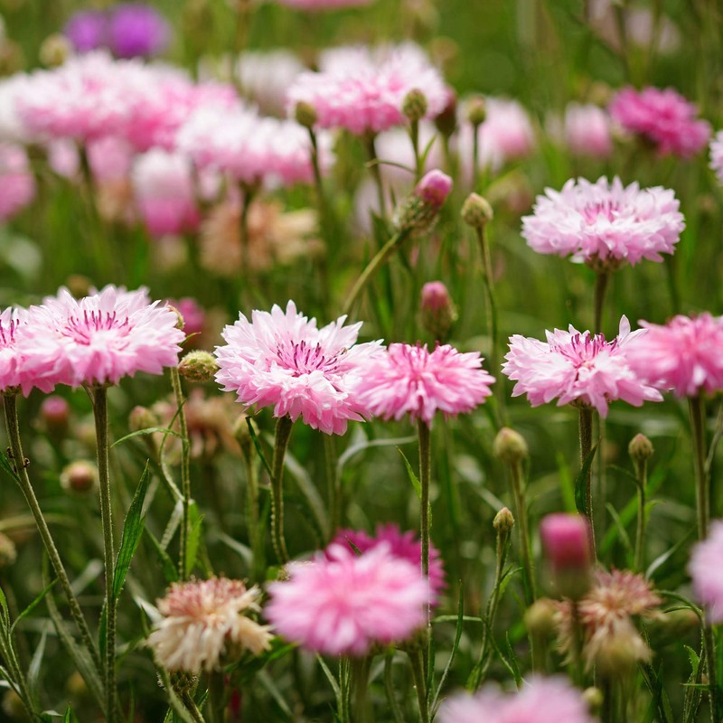 Outsidepride Cornflower Pink - 1000 Seeds