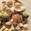 BetterJonny 250+ Grams Sea Shells Mixed Beach Seashells of 2-6