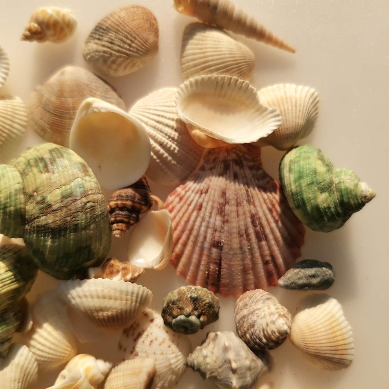 BetterJonny 250+ Grams Sea Shells Mixed Beach Seashells of 2-6